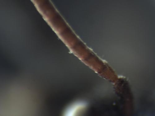 Réf. 337 531 : Nomada sp.
